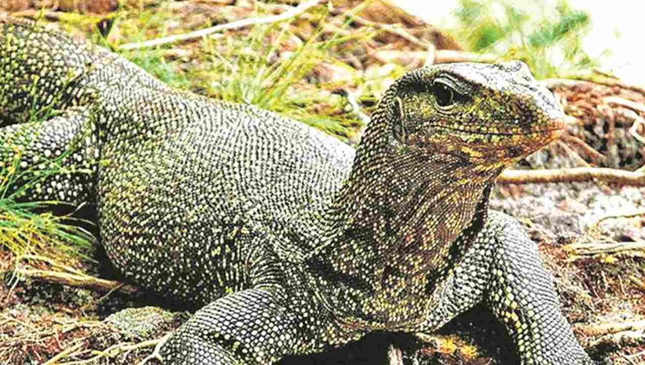 Maharashtra: మహారాష్ట్రలో వింత ఘటన.. ఉడుముపై సామూహిక అత్యాచారం.. నలుగురు వ్యక్తులు అరెస్ట్.. Maharashtra: మహారాష్ట్రలో వింత ఘటన.. ఉడుముపై సామూహిక అత్యాచారం.. నలుగురు వ్యక్తులు అరెస్ట్..