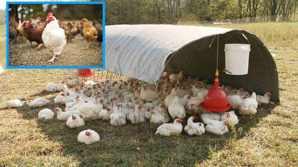Care For Chickens