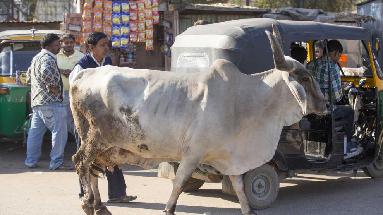 Cows in Rajasthan: ఆవుల పెంపకానికీ లైసెన్స్ ఉండాల్సిందే: రాజస్థాన్ ప్రభుత్వ వింత నిర్ణయం Cows in Rajasthan: ఆవుల పెంపకానికీ లైసెన్స్ ఉండాల్సిందే: రాజస్థాన్ ప్రభుత్వ వింత నిర్ణయం