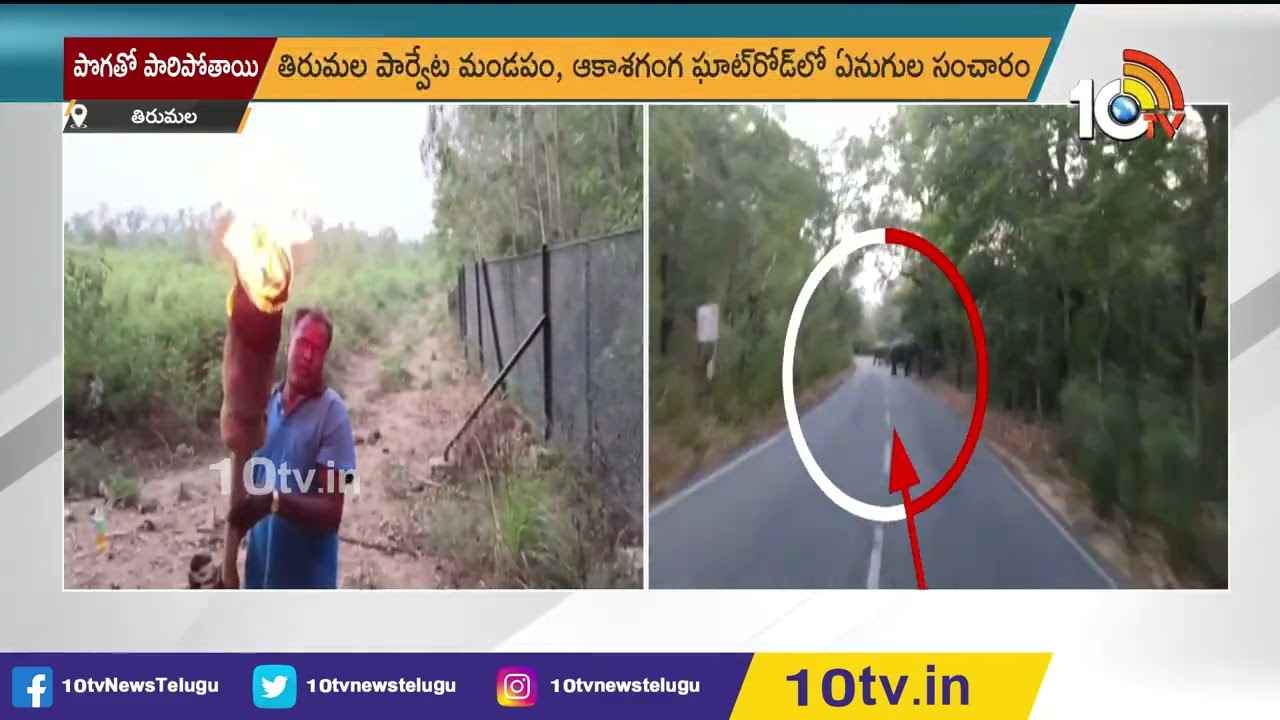 పొగ పెడితే పారిపోతాయి ఏనుగులు