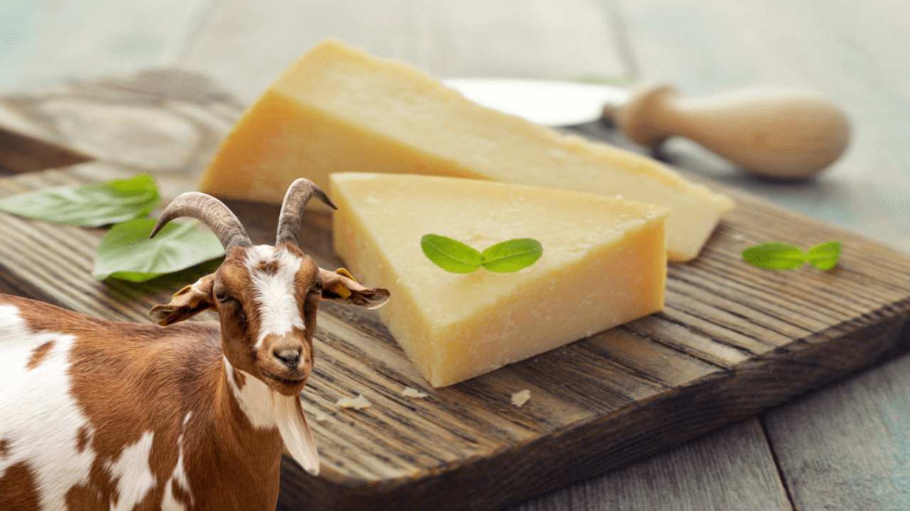 Goat Cheese : చెడు కొలెస్ట్రాల్ తగ్గించి, మంచి కొలెస్ట్రాల్ పెంచే మేక చీజ్! Goat Cheese : చెడు కొలెస్ట్రాల్ తగ్గించి, మంచి కొలెస్ట్రాల్ పెంచే మేక చీజ్!