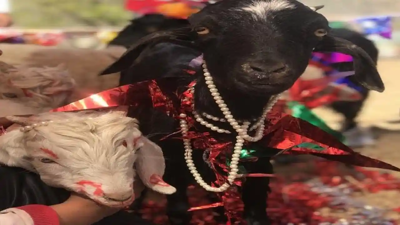 Goat Marriage At Nuziveedu