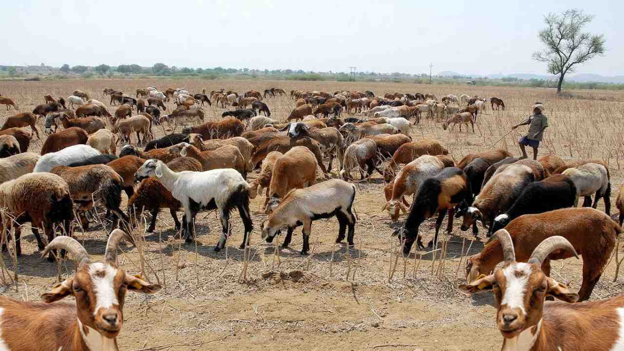 Sheep And Goats : జీవాల్లో ఎద లక్షణాలు Sheep And Goats : జీవాల్లో ఎద లక్షణాలు