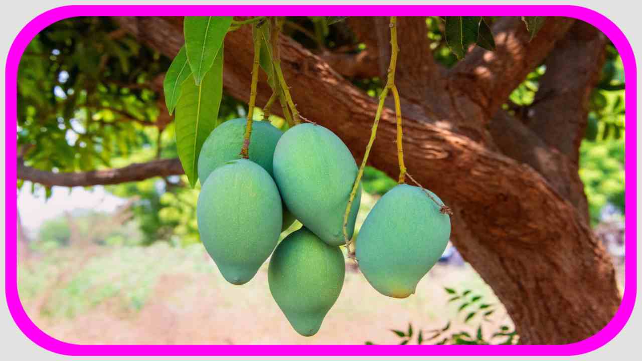 Green Mango : పచ్చిమామిడిలో పోషకాలు ఎన్నో తెలుసా? Green Mango : పచ్చిమామిడిలో పోషకాలు ఎన్నో తెలుసా?