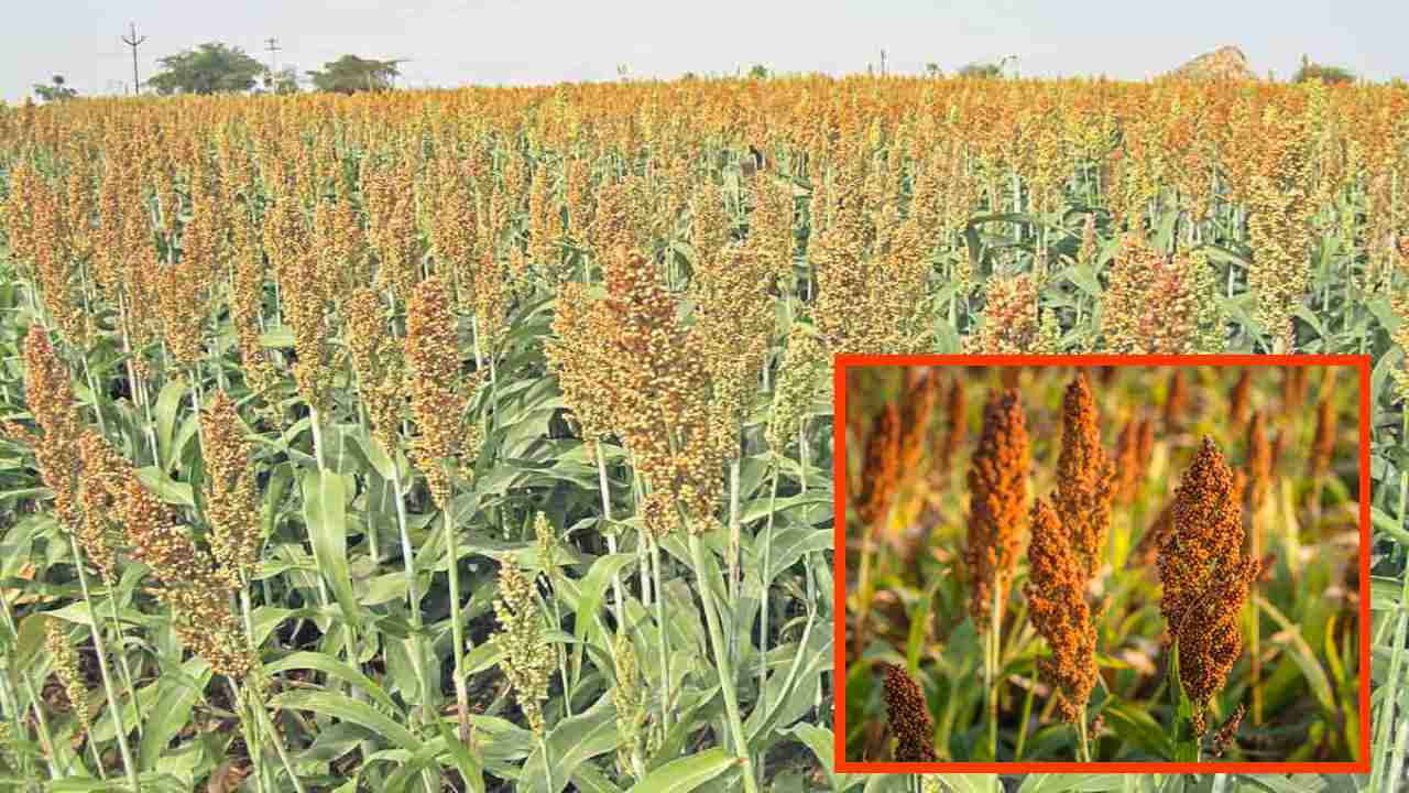 Jowar : జోన్నపంటలో తెగుళ్ళు, చీడపీడల నివారణ Jowar : జోన్నపంటలో తెగుళ్ళు, చీడపీడల నివారణ