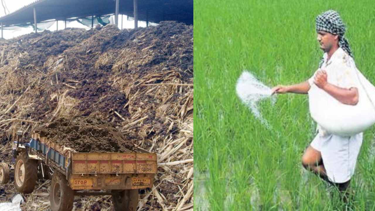 Manure : పశువుల పేడతో అధిక పంట దిగుబడులు! Manure : పశువుల పేడతో అధిక పంట దిగుబడులు!