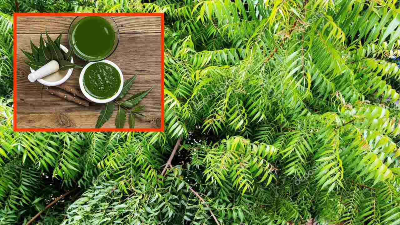 Neem Tree : నోటి బ్యాక్టీరియాను తగ్గించి, చిగుళ్ల సమస్యలను నివారించే వేప! Neem Tree : నోటి బ్యాక్టీరియాను తగ్గించి, చిగుళ్ల సమస్యలను నివారించే వేప!