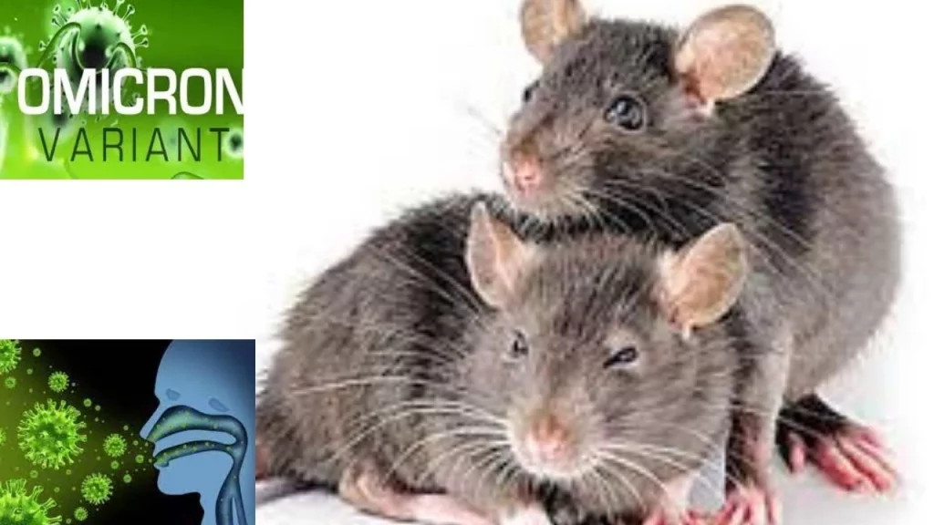 Omicron Rats (1)