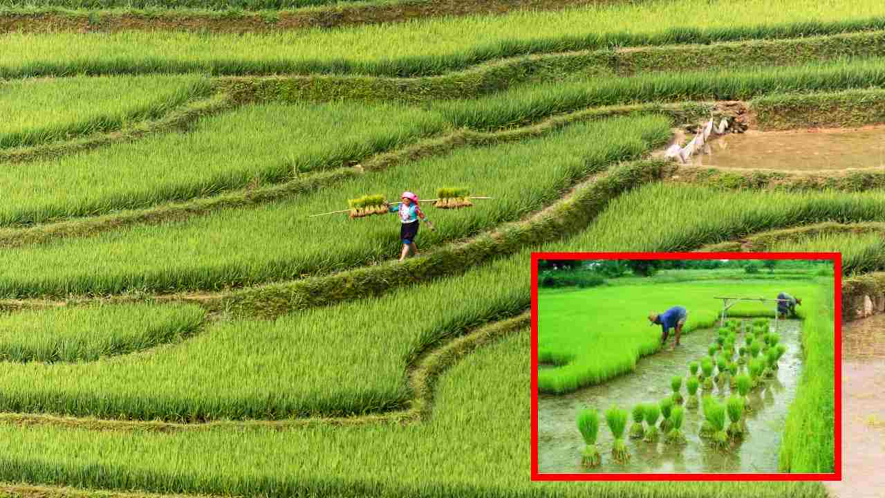Paddy : వరి నారుమడుల్లో చీడపీడలు, నివారణ Paddy : వరి నారుమడుల్లో చీడపీడలు, నివారణ