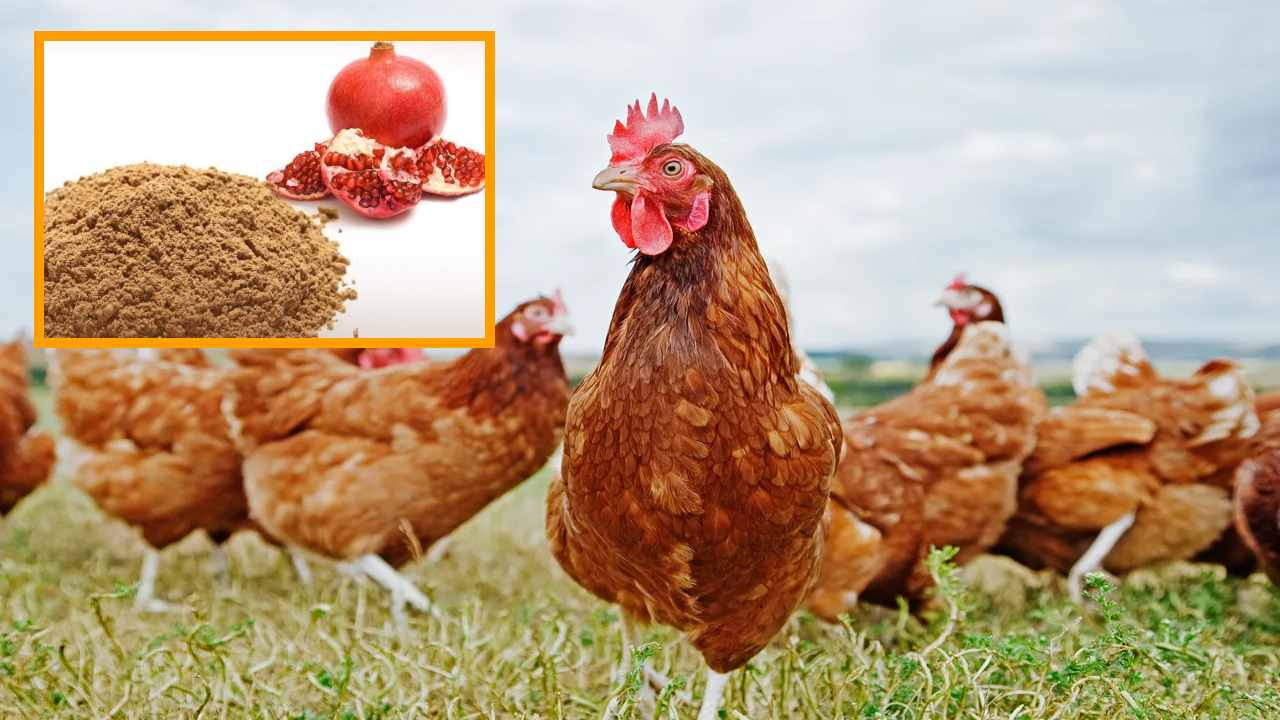 Pomegranate Peel : దానిమ్మ తొక్క వ్యర్ధాలతో కోళ్లకు పోషక సప్లిమెంట్ Pomegranate Peel : దానిమ్మ తొక్క వ్యర్ధాలతో కోళ్లకు పోషక సప్లిమెంట్