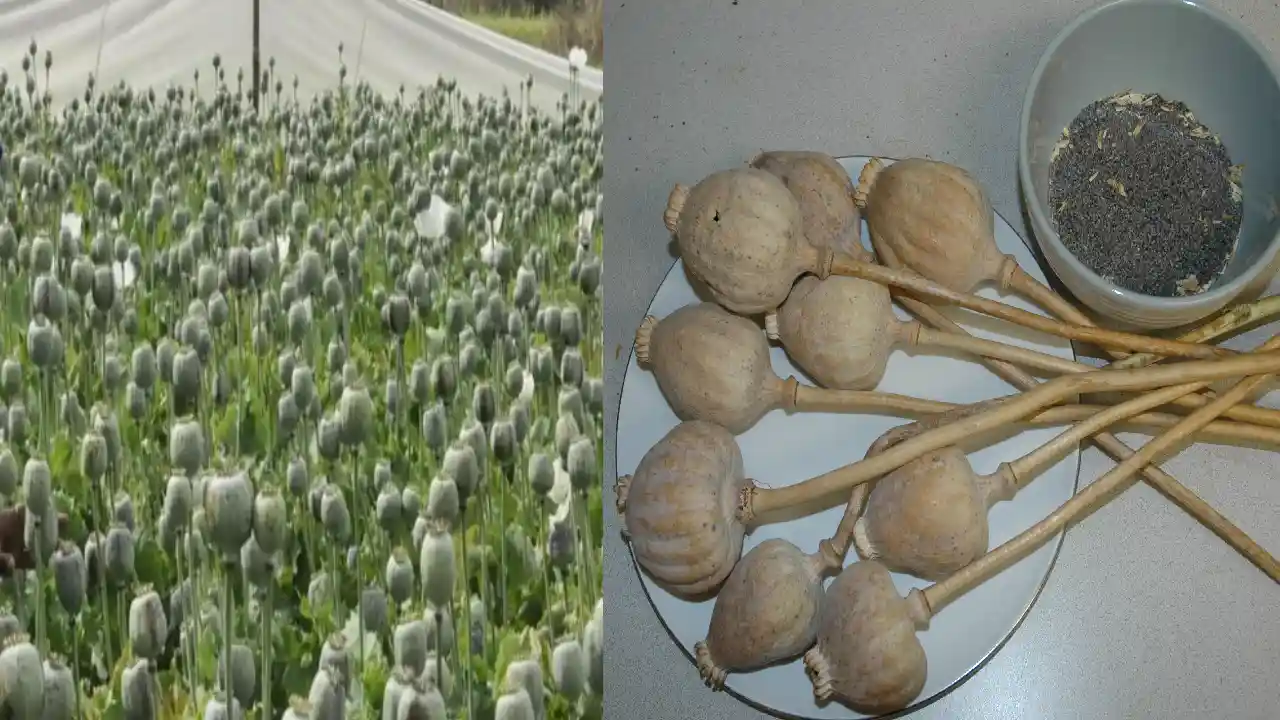 Poppy Straw