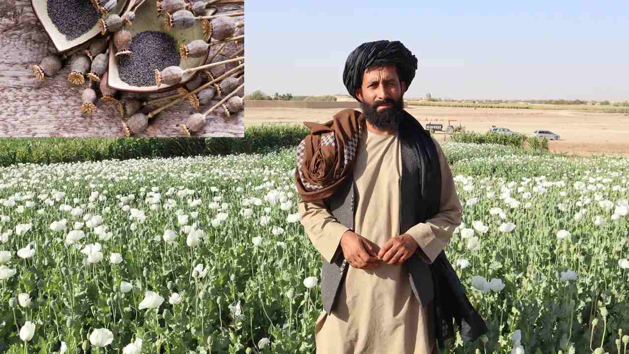 Taliban Ban Narcotics: గసగసాల సాగుపై తాలిబన్ రాజ్యం నిషేధం: పంట వేస్తే ఇక అంతే Taliban Ban Narcotics: గసగసాల సాగుపై తాలిబన్ రాజ్యం నిషేధం: పంట వేస్తే ఇక అంతే