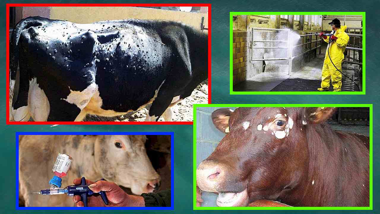 Cattle : పశువుల్లో గజ్జి వ్యాధి నివారణ Cattle : పశువుల్లో గజ్జి వ్యాధి నివారణ