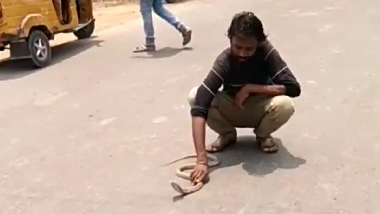 Snake Catcher Died