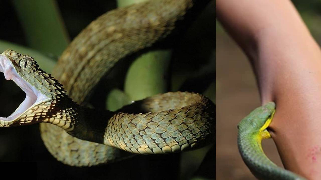 Snake Bite Disaster: పాము కాటుకు గురై ఆ రాష్ట్రంలో ఏటా 900 మంది మృతి: ప్రత్యేక విపత్తుగా ప్రకటన Snake Bite Disaster: పాము కాటుకు గురై ఆ రాష్ట్రంలో ఏటా 900 మంది మృతి: ప్రత్యేక విపత్తుగా ప్రకటన