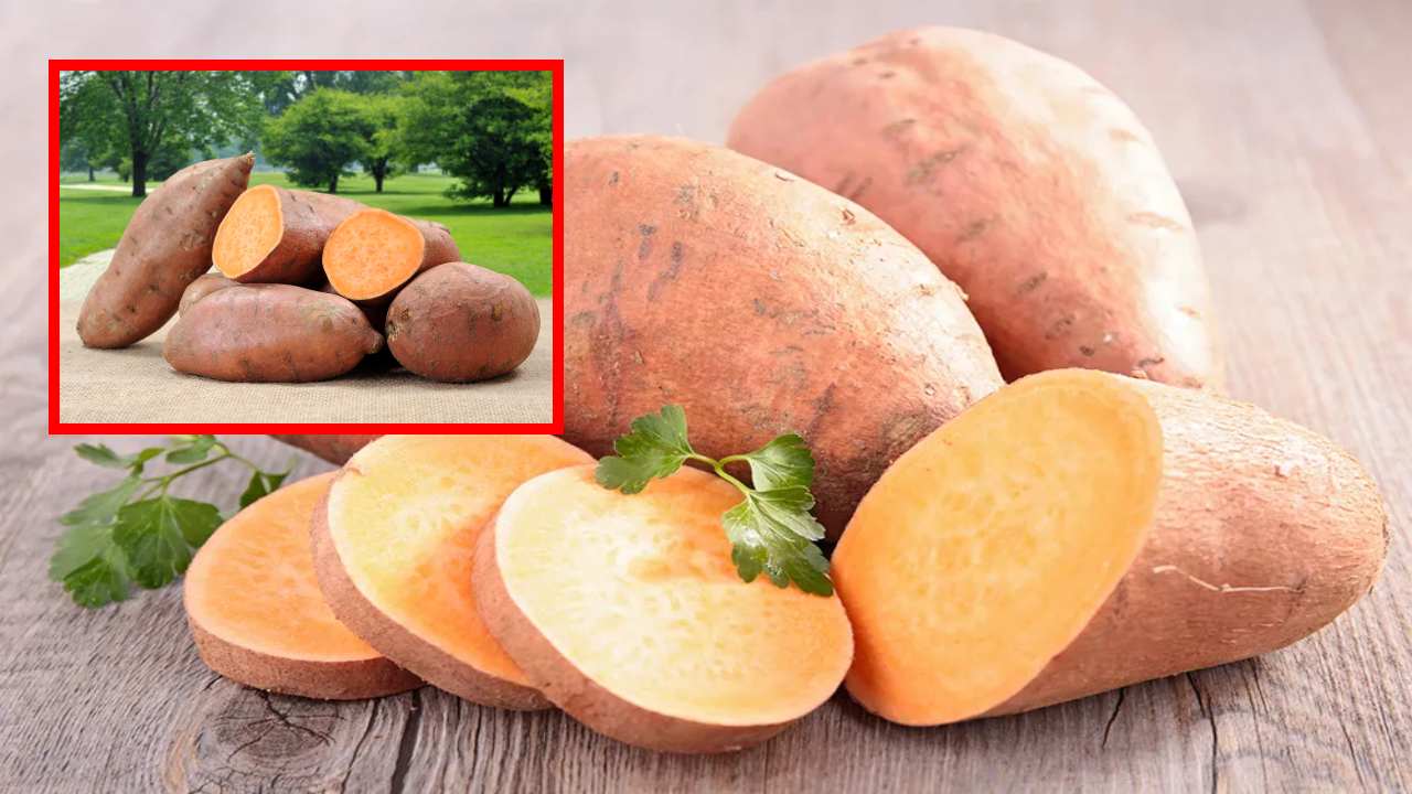 Sweet Potatoes : బరువు తగ్గటంతోపాటు, గుండె ఆరోగ్యానికి మేలు చేసే చిలకడ దుంపలు! Sweet Potatoes : బరువు తగ్గటంతోపాటు, గుండె ఆరోగ్యానికి మేలు చేసే చిలకడ దుంపలు!