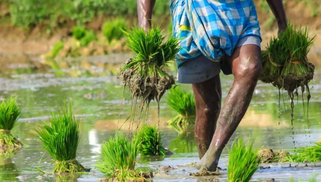 Telangana Farmers