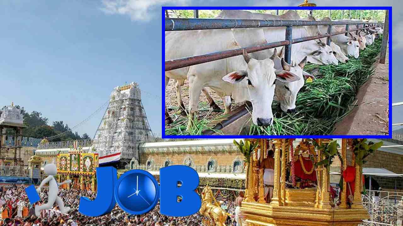 TTD Jobs : టిటిడిలో కాంట్రాక్టు పోస్టుల భర్తీ TTD Jobs : టిటిడిలో కాంట్రాక్టు పోస్టుల భర్తీ