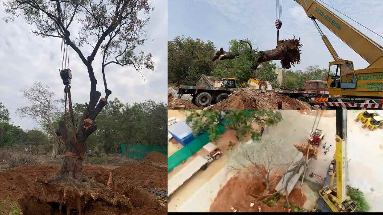 Trees Translocation: 100 ఏళ్ల నాటి 4 చెట్లను యధావిధిగా తరలించిన మహబూబ్నగర్ జిల్లా అధికారులు Trees Translocation: 100 ఏళ్ల నాటి 4 చెట్లను యధావిధిగా తరలించిన మహబూబ్నగర్ జిల్లా అధికారులు