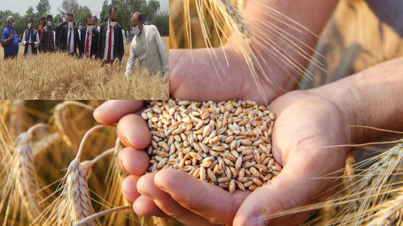 India Wheat to Egypt: భారత్ నుంచి గోధుమలు దిగుమతికి ఈజిప్టు పచ్చ జెండా: 30 లక్షల టన్నుల ఎగుమతే లక్ష్యం India Wheat to Egypt: భారత్ నుంచి గోధుమలు దిగుమతికి ఈజిప్టు పచ్చ జెండా: 30 లక్షల టన్నుల ఎగుమతే లక్ష్యం