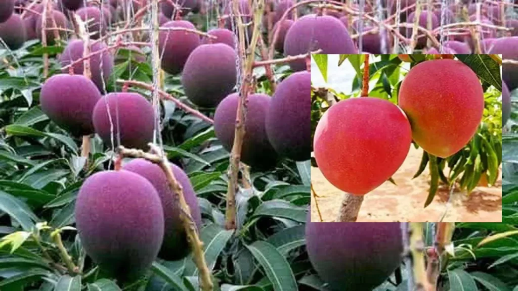 World's Most Expensive Miyazaki Mangoes