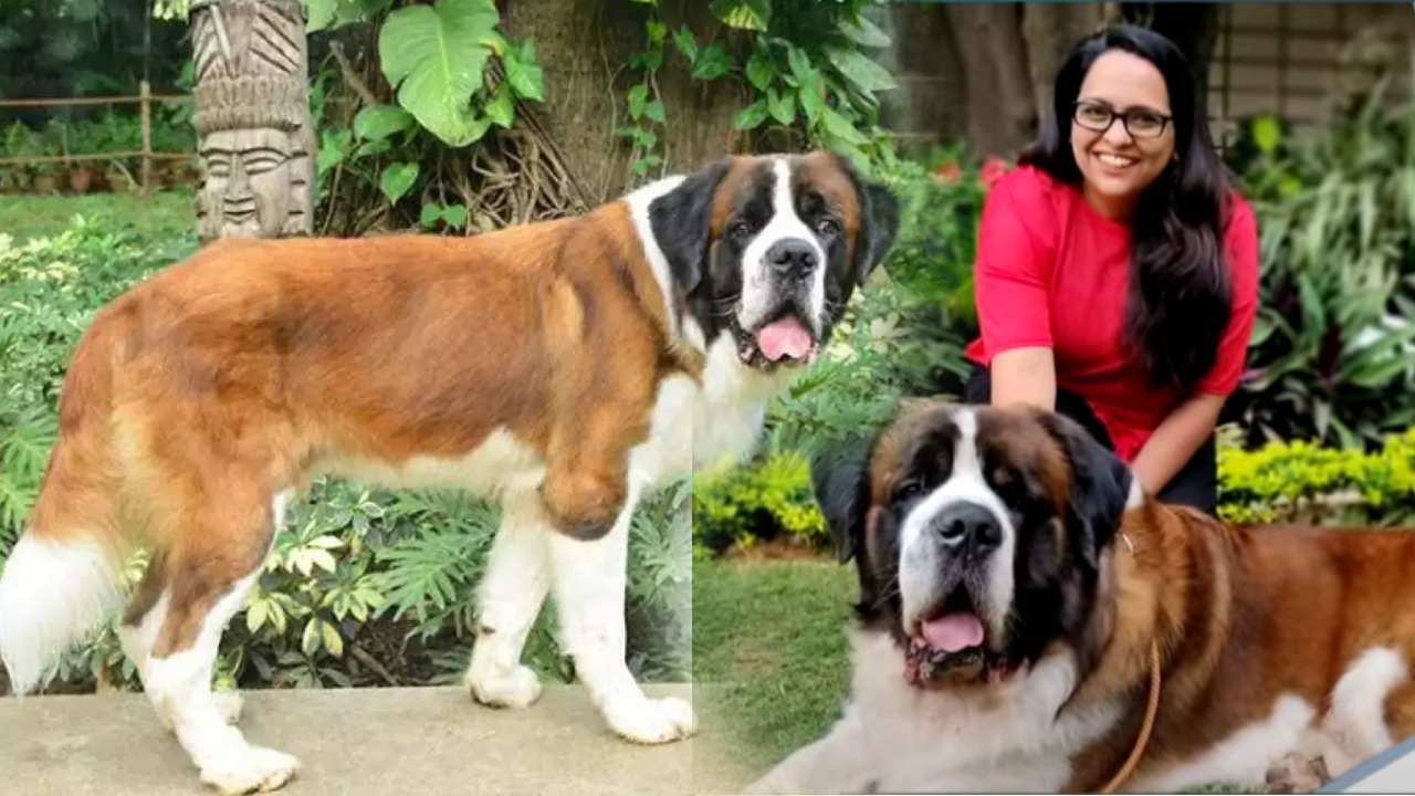 Banglore Dog Burney : ఫైవ్ స్టార్ హోటల్ లో కుక్కకు ఉద్యోగం..చీఫ్ హ్యాపీనెస్ ఆఫీసర్ హోదా..భారీగా జీతం..!! Banglore Dog Burney : ఫైవ్ స్టార్ హోటల్ లో కుక్కకు ఉద్యోగం..చీఫ్ హ్యాపీనెస్ ఆఫీసర్ హోదా..భారీగా జీతం..!!