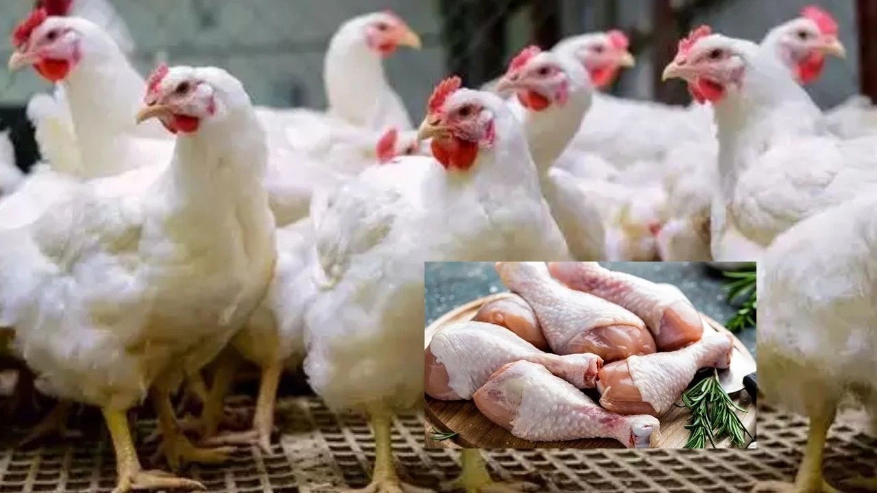 Chicken Price : కొండెక్కిన కోడి..కేజీ చికెన్ ధర ఎంతో తెలుసా! Chicken Price : కొండెక్కిన కోడి..కేజీ చికెన్ ధర ఎంతో తెలుసా!