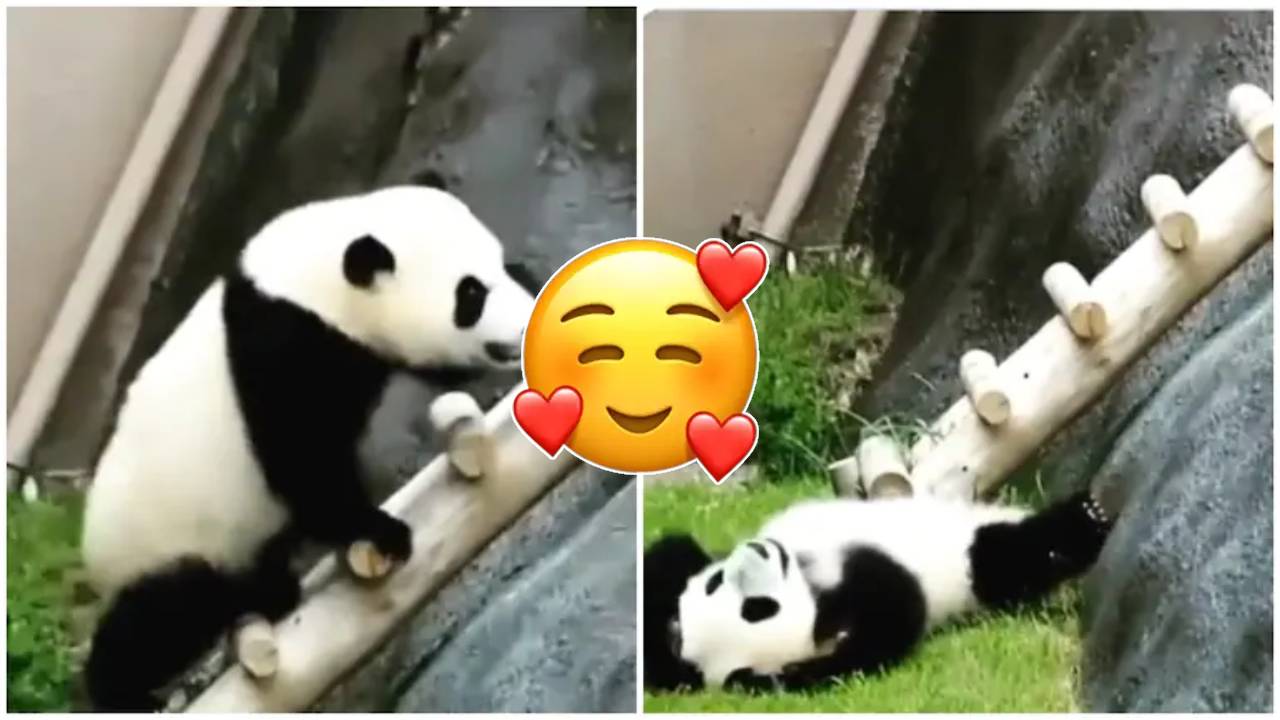 Panda climbing Video: సూపర్ క్యూట్.. పైకి ఎక్కడానికి పాండా కష్టాలు చూశారా.. Panda climbing Video: సూపర్ క్యూట్.. పైకి ఎక్కడానికి పాండా కష్టాలు చూశారా..