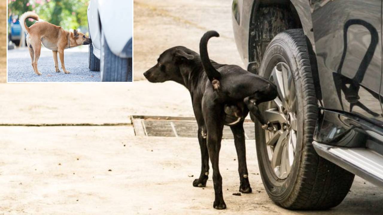 Dogs: కుక్కలు కారు టైర్లు, పోల్స్పై మాత్రమే ఎందుకు మూత్ర విసర్జన చేస్తాయి? Dogs: కుక్కలు కారు టైర్లు, పోల్స్పై మాత్రమే ఎందుకు మూత్ర విసర్జన చేస్తాయి?