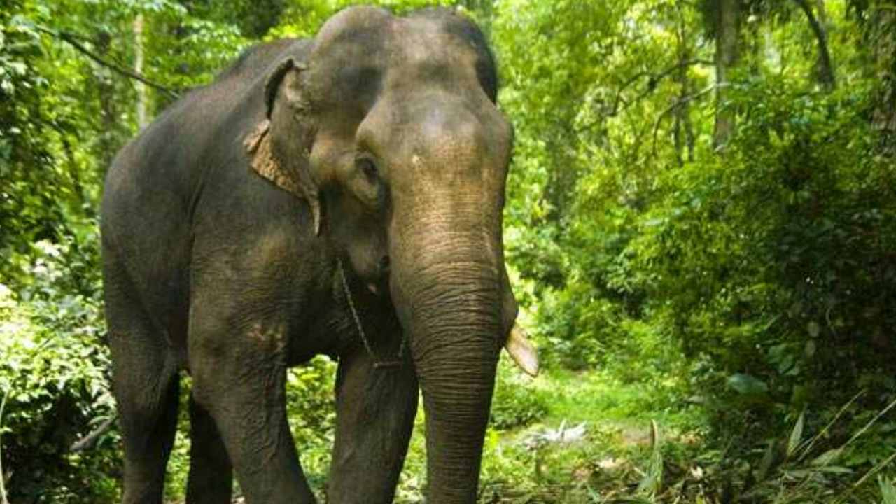 Wild Elephant: ఛత్తీస్గడ్లో దారుణం.. ఏనుగు చేసిన పనికి తండ్రి, కూతురు మృతి Wild Elephant: ఛత్తీస్గడ్లో దారుణం.. ఏనుగు చేసిన పనికి తండ్రి, కూతురు మృతి