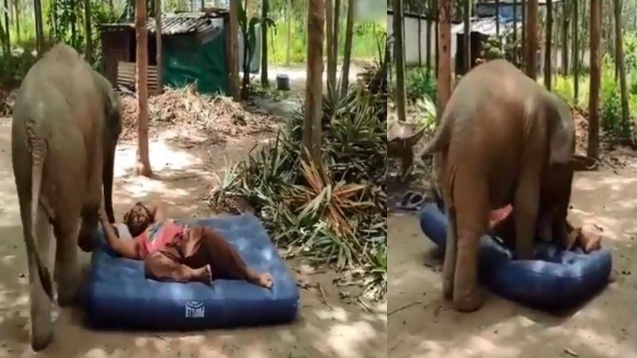 Viral video: నిద్రించే పరుపుకోసం యాజమానితో ఏనుగు పిల్ల గొడవ.. పట్టుపట్టి సాధించుకుంది.. Viral video: నిద్రించే పరుపుకోసం యాజమానితో ఏనుగు పిల్ల గొడవ.. పట్టుపట్టి సాధించుకుంది..