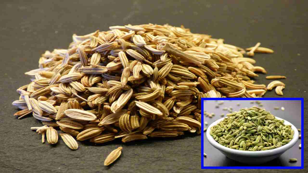 FENNEL SEEDS : సోంపుతింటే ఆహారం త్వరగా జీర్ణమౌతుందా? FENNEL SEEDS : సోంపుతింటే ఆహారం త్వరగా జీర్ణమౌతుందా?