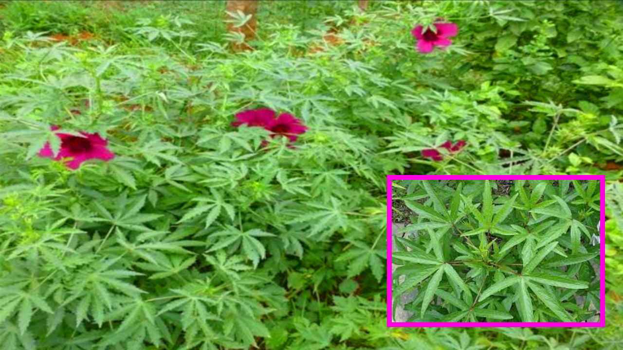 Gongura Cultivation : వేసవిలో అనుకూలంగా గోంగూర సాగు! Gongura Cultivation : వేసవిలో అనుకూలంగా గోంగూర సాగు!