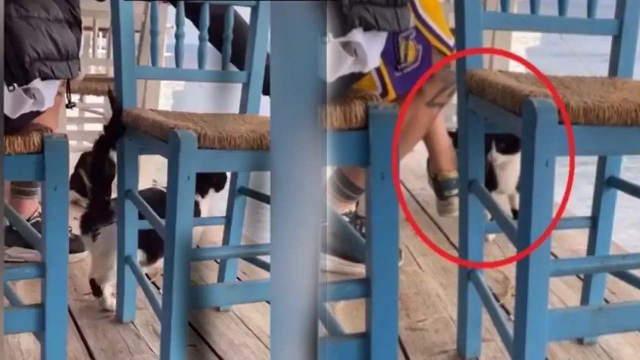 Man Arrested For Kicking Cat : పిల్లిని తన్నినందుకు 10ఏళ్ల జైలుశిక్ష Man Arrested For Kicking Cat : పిల్లిని తన్నినందుకు 10ఏళ్ల జైలుశిక్ష