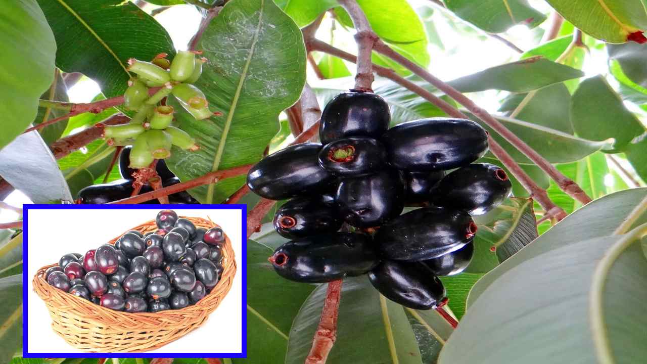 JAMUN : జీర్ణక్రియను మెరుగుపరిచి, రక్తపోటును నియంత్రణలో ఉంచే నేరేడు పండ్లు! JAMUN : జీర్ణక్రియను మెరుగుపరిచి, రక్తపోటును నియంత్రణలో ఉంచే నేరేడు పండ్లు!