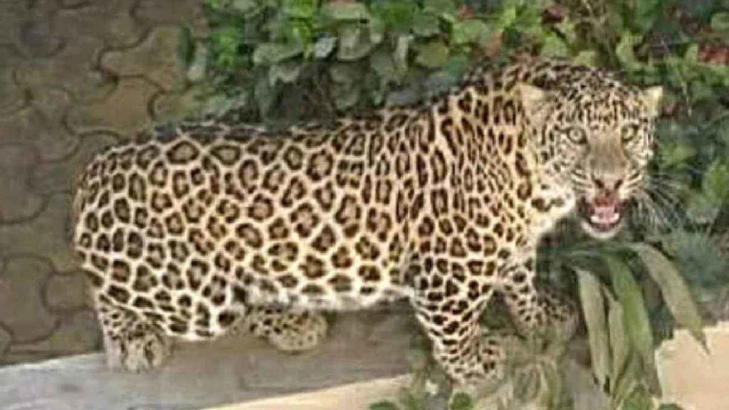 Leopard Burnt