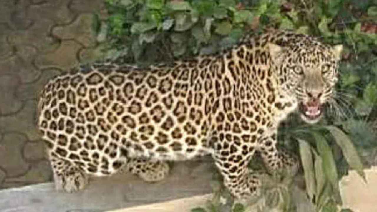 Leopard Burnt: చిరుతను సజీవ దహనం చేసిన గ్రామస్తులు.. 150 మందిపై కేసు Leopard Burnt: చిరుతను సజీవ దహనం చేసిన గ్రామస్తులు.. 150 మందిపై కేసు