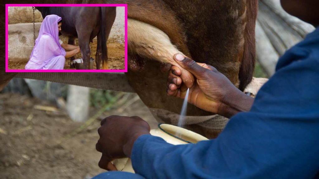 Livestock Milking