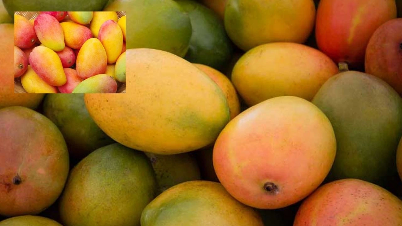 Mango Fruits : కార్బైడ్ ఉపయోగించి పండించిన మామిడి పండ్లను గుర్తించడం ఎలాగో తెలుసా? Mango Fruits : కార్బైడ్ ఉపయోగించి పండించిన మామిడి పండ్లను గుర్తించడం ఎలాగో తెలుసా?