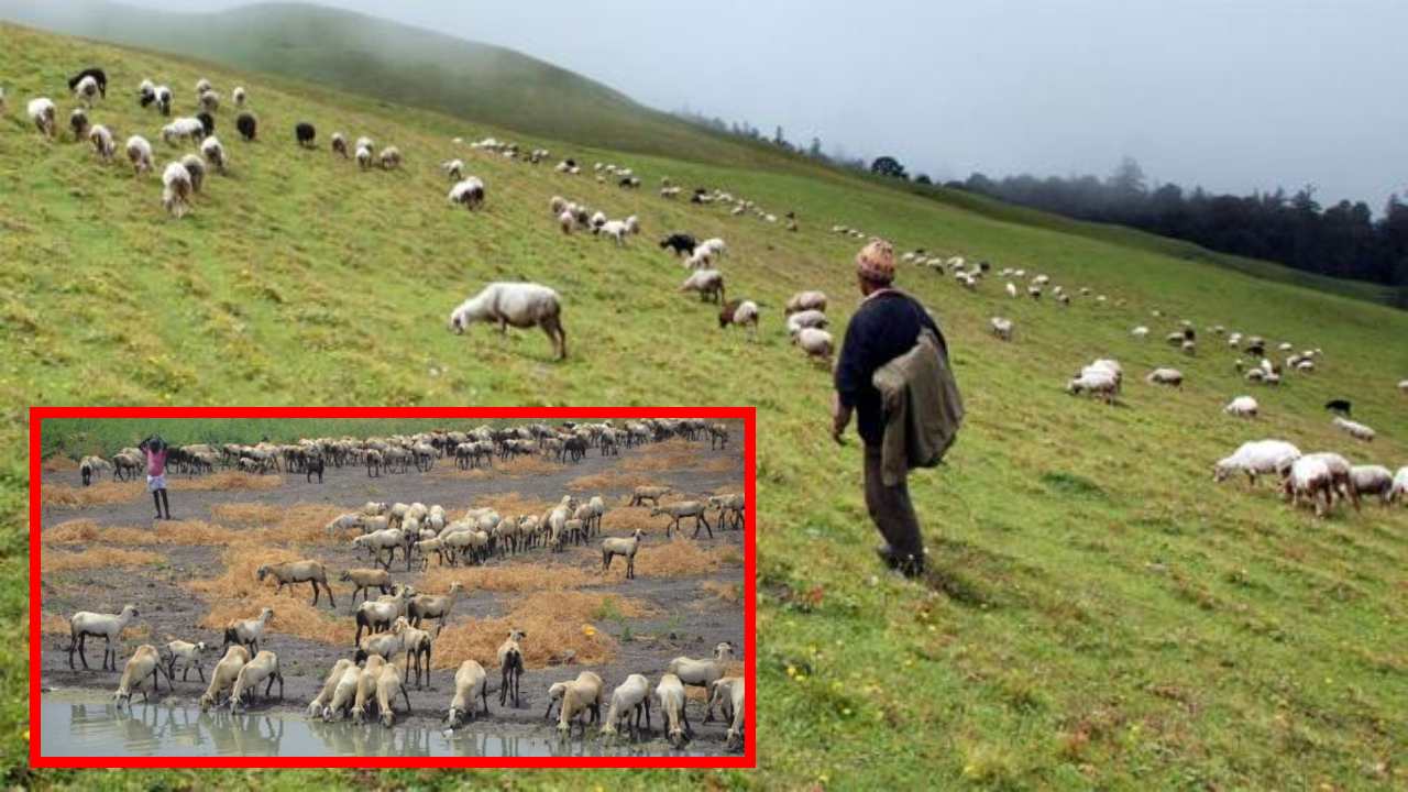 Summer Migration : వేసవిలో మేతకోసం జీవాల వలస!.. పోషణలో జాగ్రత్తలు తప్పనిసరి Summer Migration : వేసవిలో మేతకోసం జీవాల వలస!.. పోషణలో జాగ్రత్తలు తప్పనిసరి