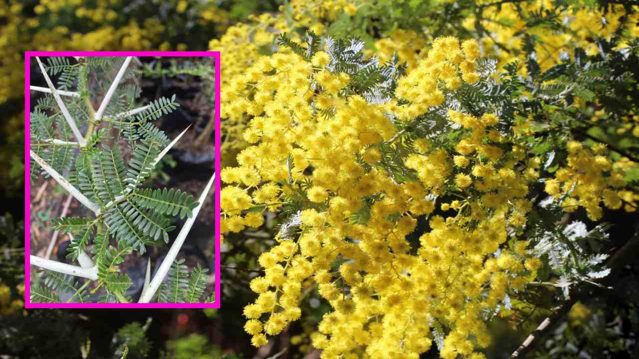 Mimosoideae : సంతానలేమి సమస్యలను తొలగించే నల్లతుమ్మ Mimosoideae : సంతానలేమి సమస్యలను తొలగించే నల్లతుమ్మ
