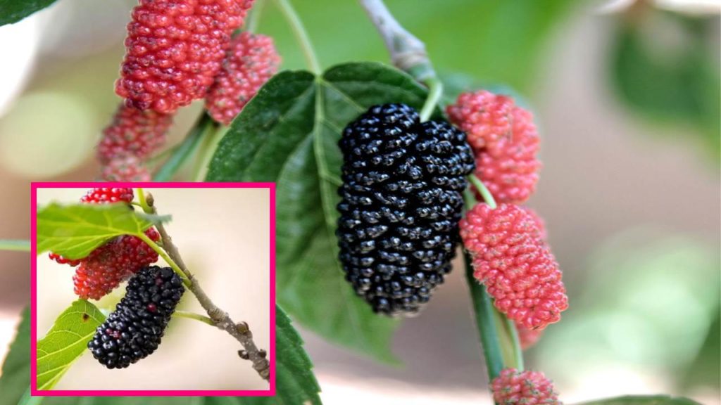 Mulberry Fruit
