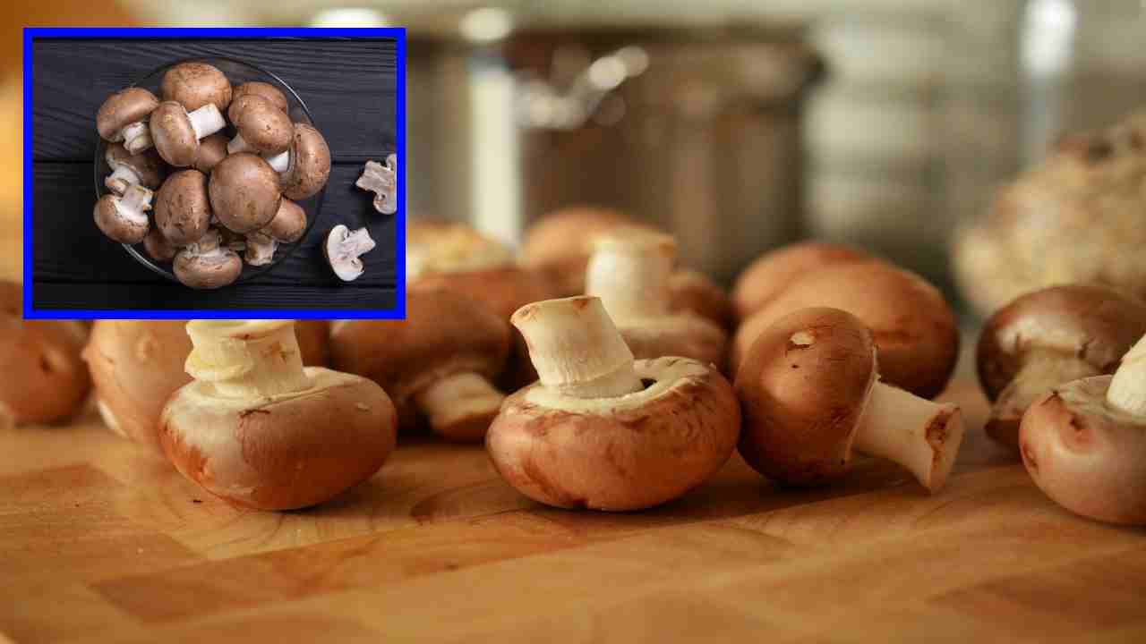 Mushrooms : క్యాన్సర్ ముప్పు తొలగించే పుట్టగొడుగులు! Mushrooms : క్యాన్సర్ ముప్పు తొలగించే పుట్టగొడుగులు!