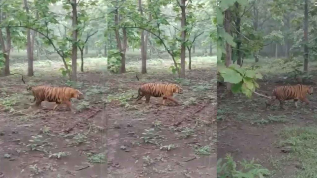 tiger roaming