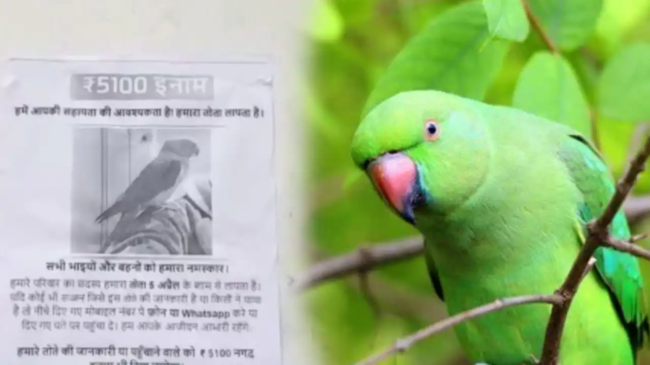 Parrot Missing : మా చిలుకమ్మ ఆచూకీ చెప్పితే నగదు బహుమతి..పోస్టర్లు, సోషల్ మీడియాల్లో ప్రకటన Parrot Missing : మా చిలుకమ్మ ఆచూకీ చెప్పితే నగదు బహుమతి..పోస్టర్లు, సోషల్ మీడియాల్లో ప్రకటన