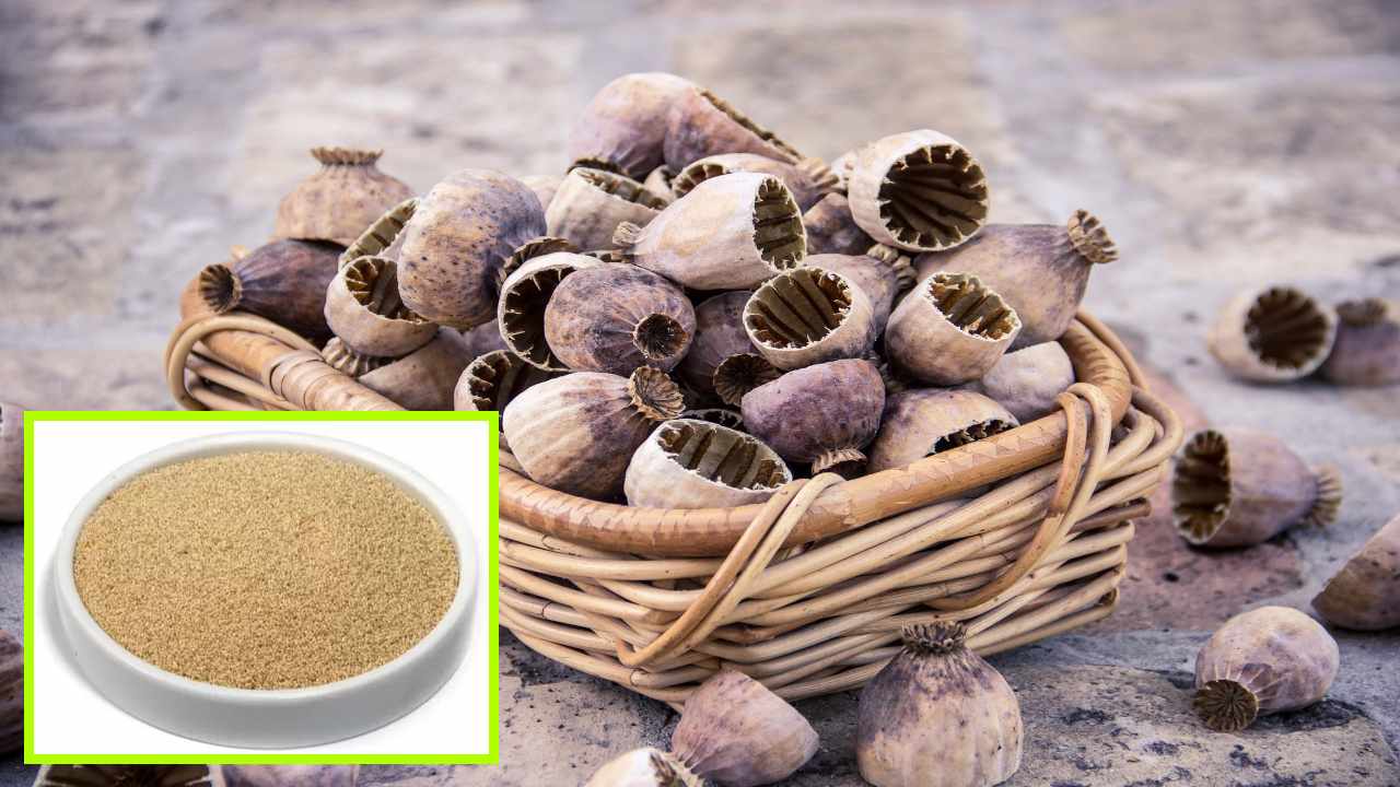 Poppy Seeds : మలబద్ధకాన్ని నివారించి గుండె ఆరోగ్యాన్ని మెరుగుపరిచే గసగసాలు! Poppy Seeds : మలబద్ధకాన్ని నివారించి గుండె ఆరోగ్యాన్ని మెరుగుపరిచే గసగసాలు!