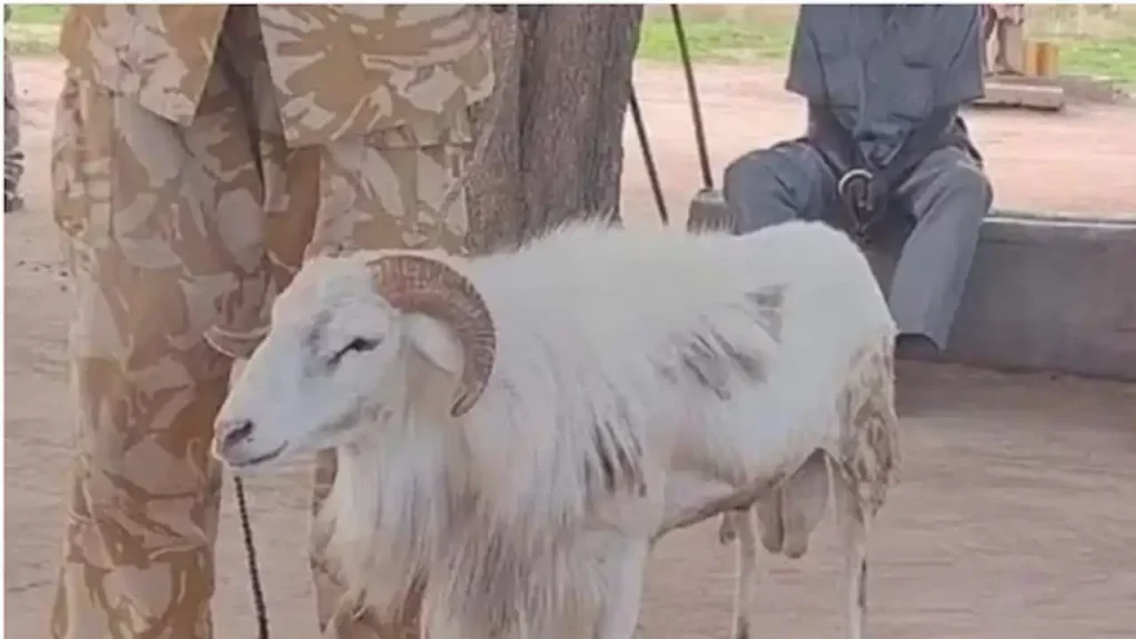 Sheep Jailed For 3 Years