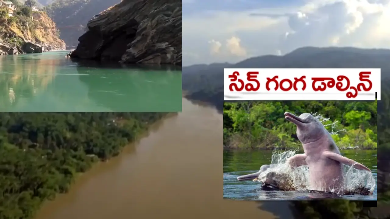 Ganga Dolphin : గంగా డాల్ఫిన్స్ కోసం..బిహార్లో నిలిచిపోయిన గంగా రివర్ ఫ్రంట్ ప్రాజెక్ట్ పనులు Ganga Dolphin : గంగా డాల్ఫిన్స్ కోసం..బిహార్లో నిలిచిపోయిన గంగా రివర్ ఫ్రంట్ ప్రాజెక్ట్ పనులు