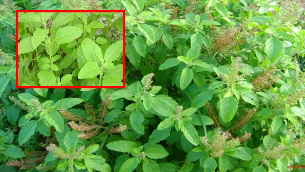 Basil : వేసవిలో ఆరోగ్యానికి మేలు చేసే తులసి! Basil : వేసవిలో ఆరోగ్యానికి మేలు చేసే తులసి!