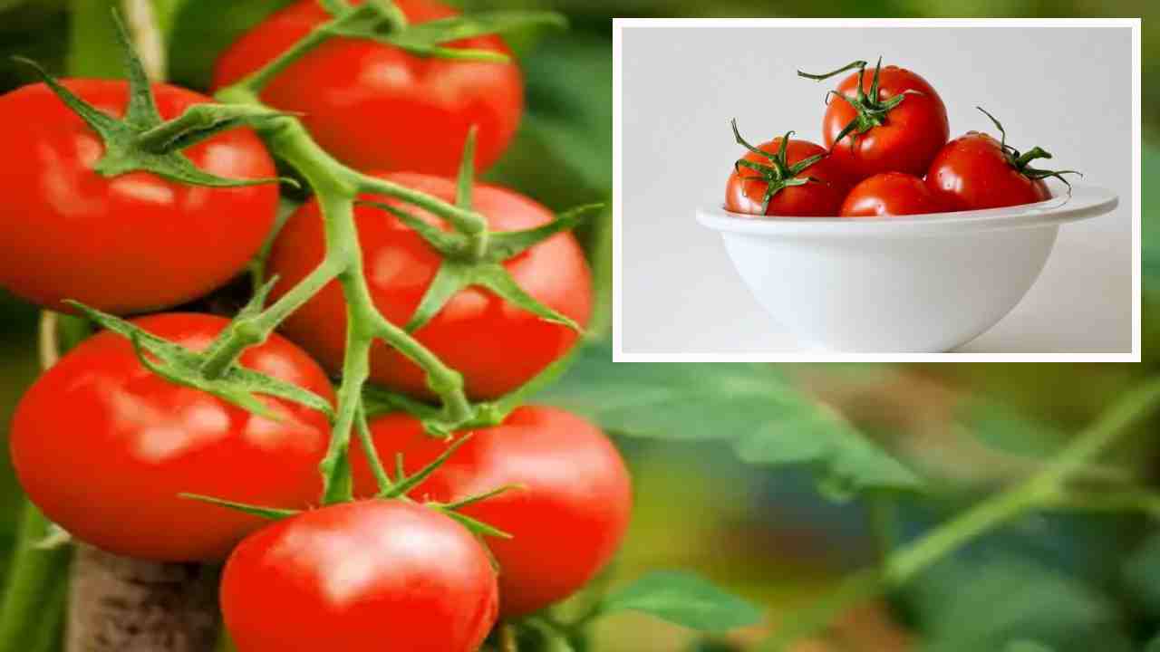 Tomato : టొమాటోల్లోని సి విటమిన్ శరీరానికి అందాలంటే! Tomato : టొమాటోల్లోని సి విటమిన్ శరీరానికి అందాలంటే!